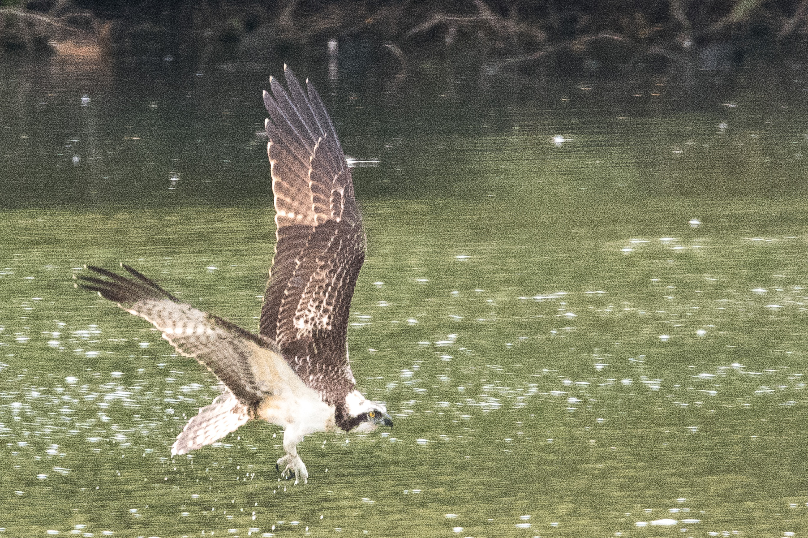Balbuzard pécheur (Osprey, Pandion haliaetus), juvénile en vol, Dépôt 54,  Réserve Naturelle de Mont-Bernanchon, Hauts de France.
